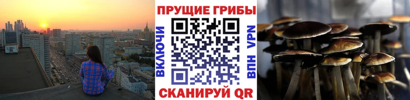 Галлюциногенные грибы Psilocybe  Сортавала 